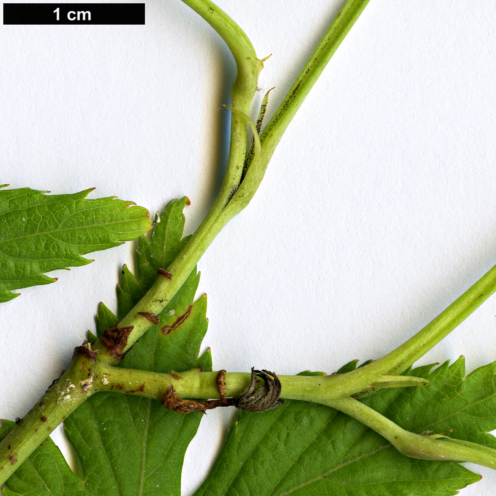 High resolution image: Family: Rosaceae - Genus: Rubus - Taxon: chingii - SpeciesSub: var. suavissimus
